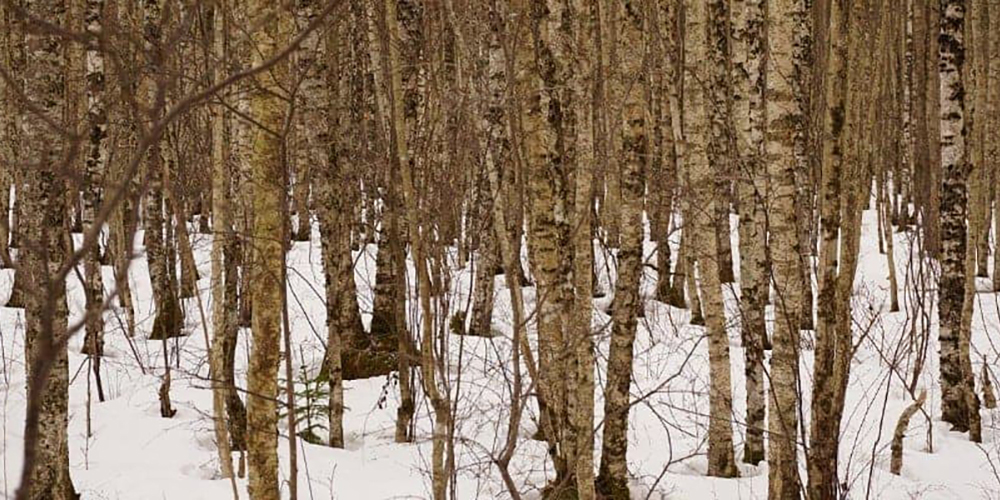 Birch-Trees-in-Winter